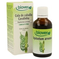 Equisetum Arvense (Cola de Caballo)